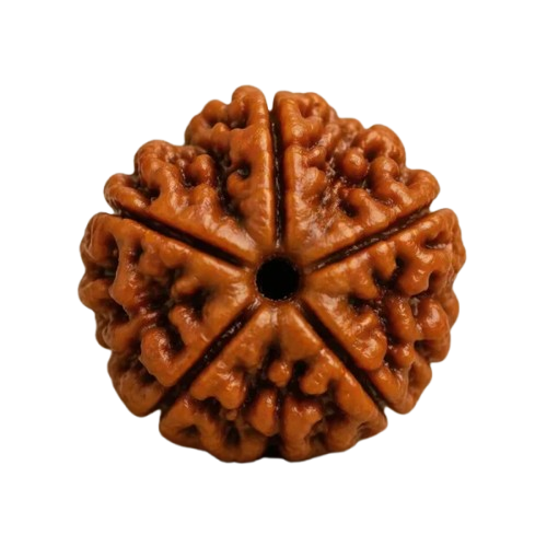Indonesian 5 Mukhi Rudraksh - Image 2