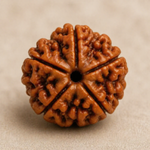 Indonesian 5 Mukhi Rudraksh