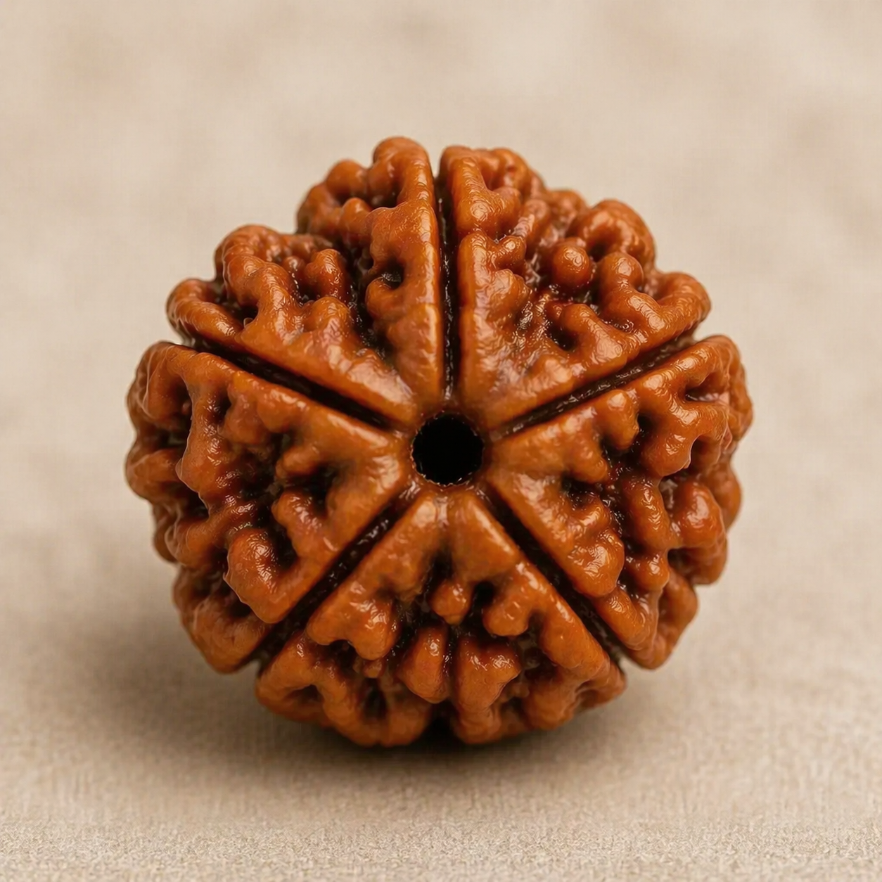Indonesian 5 Mukhi Rudraksh