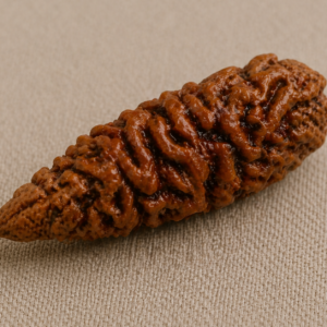 Indonesian 1 Mukhi Rudraksha