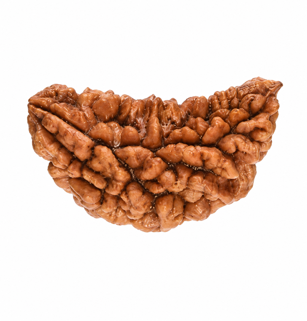 Nepali 1 Mukhi Rudraksha - Image 2