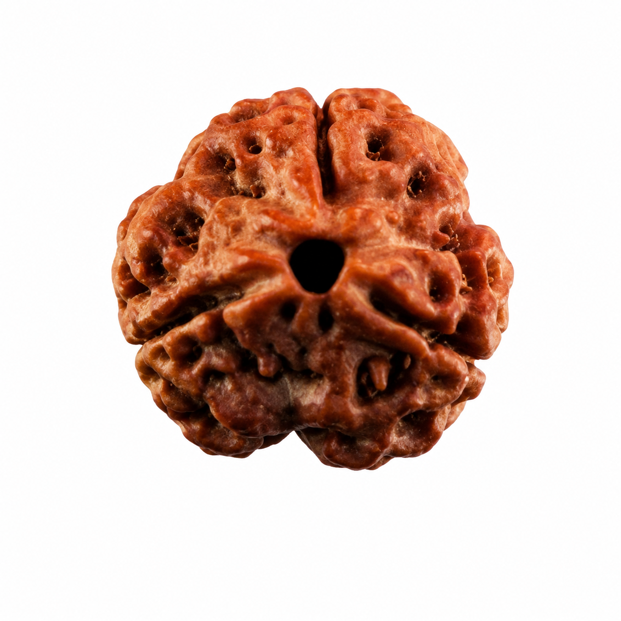 Nepali 3 Mukhi Rudraksha - Image 2
