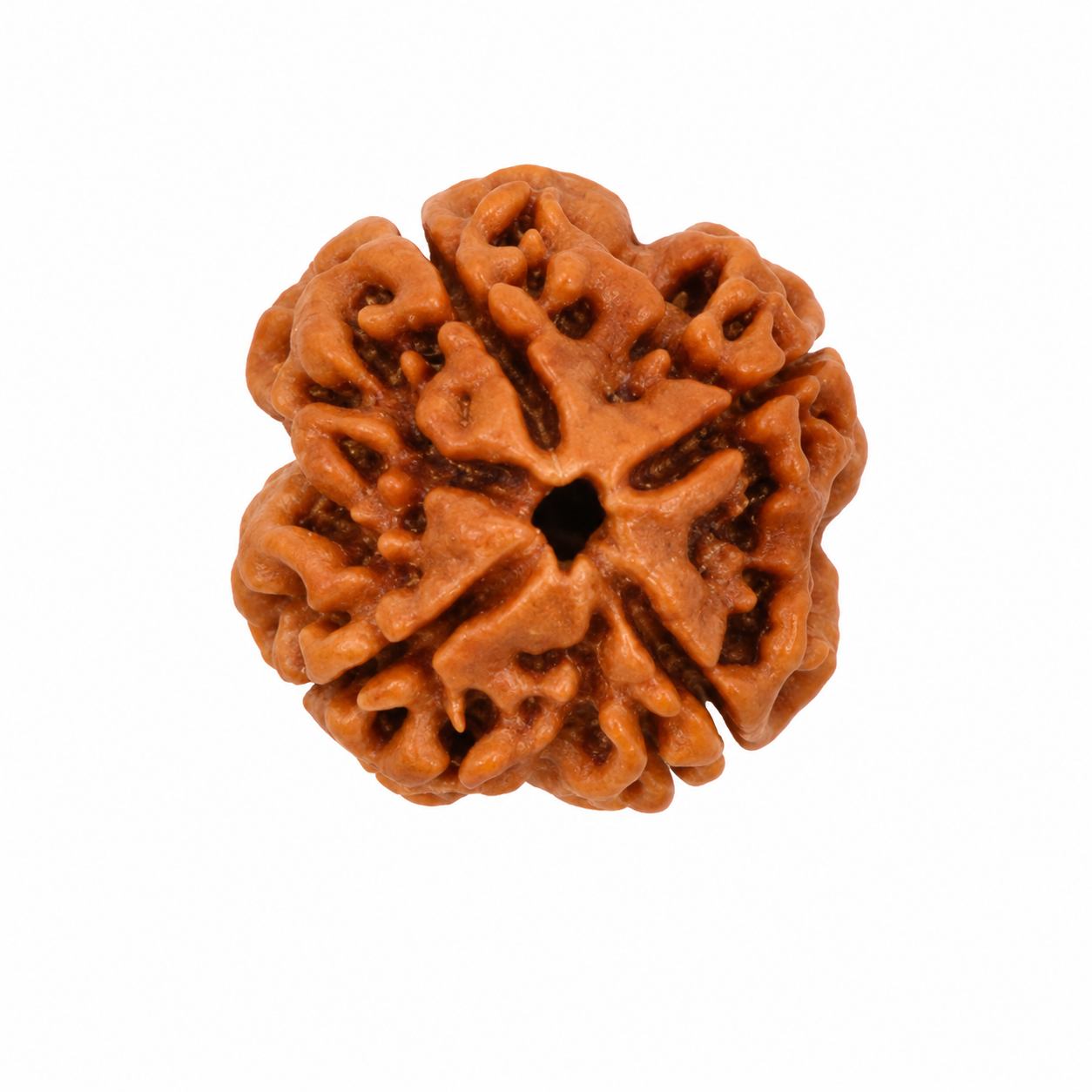 Nepali 4 Mukhi Rudraksha - Image 2