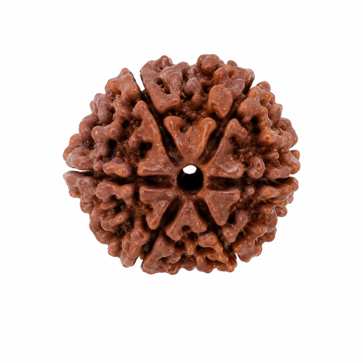 Nepali 6 Mukhi Rudraksha - Image 2