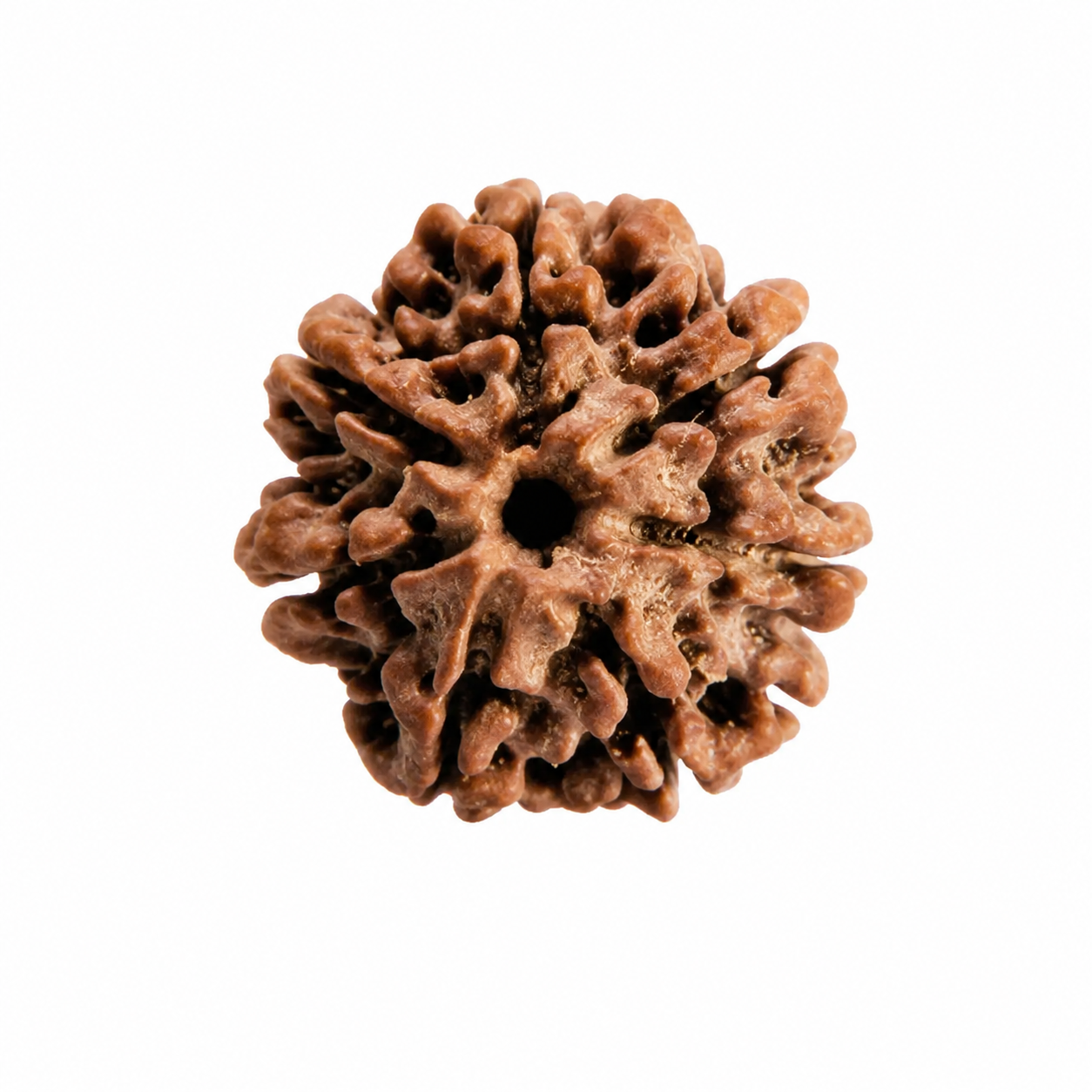 Nepali 7 Mukhi Rudraksha - Image 2
