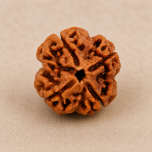 Indonesian 4 Mukhi Rudraksha