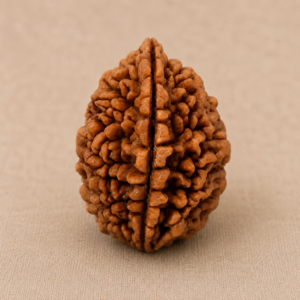 Indonesian 2 Mukhi Rudraksha