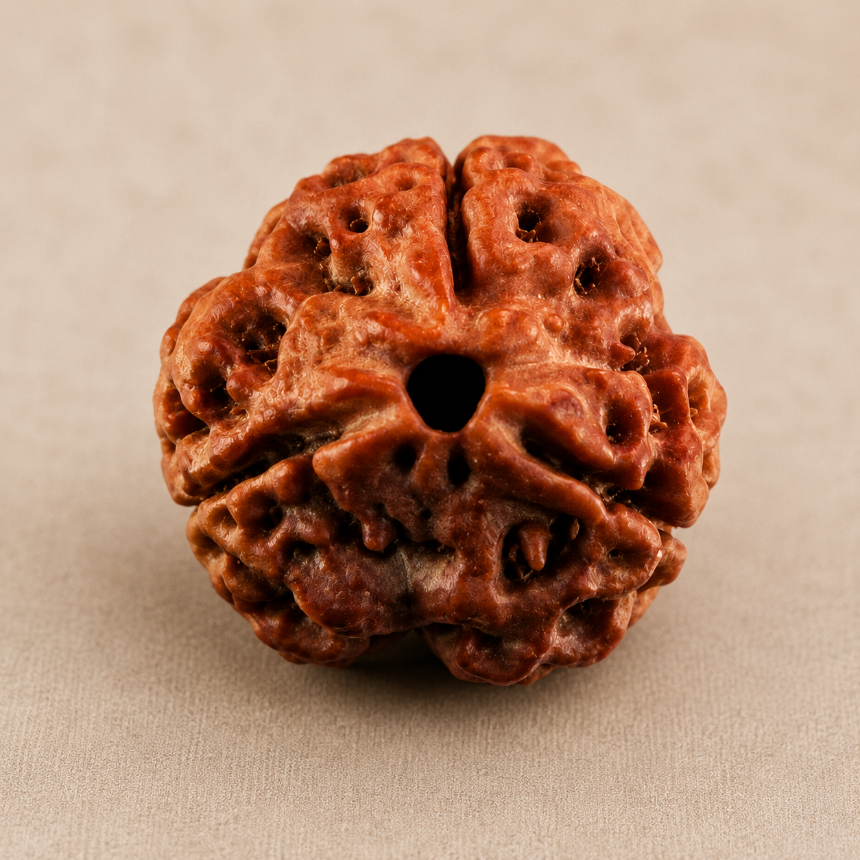 Nepali 3 Mukhi Rudraksha