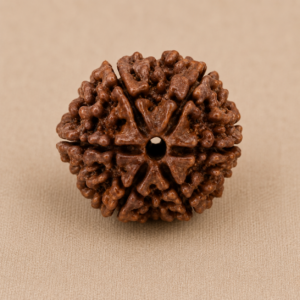 Indonesian 6 Mukhi Rudraksha