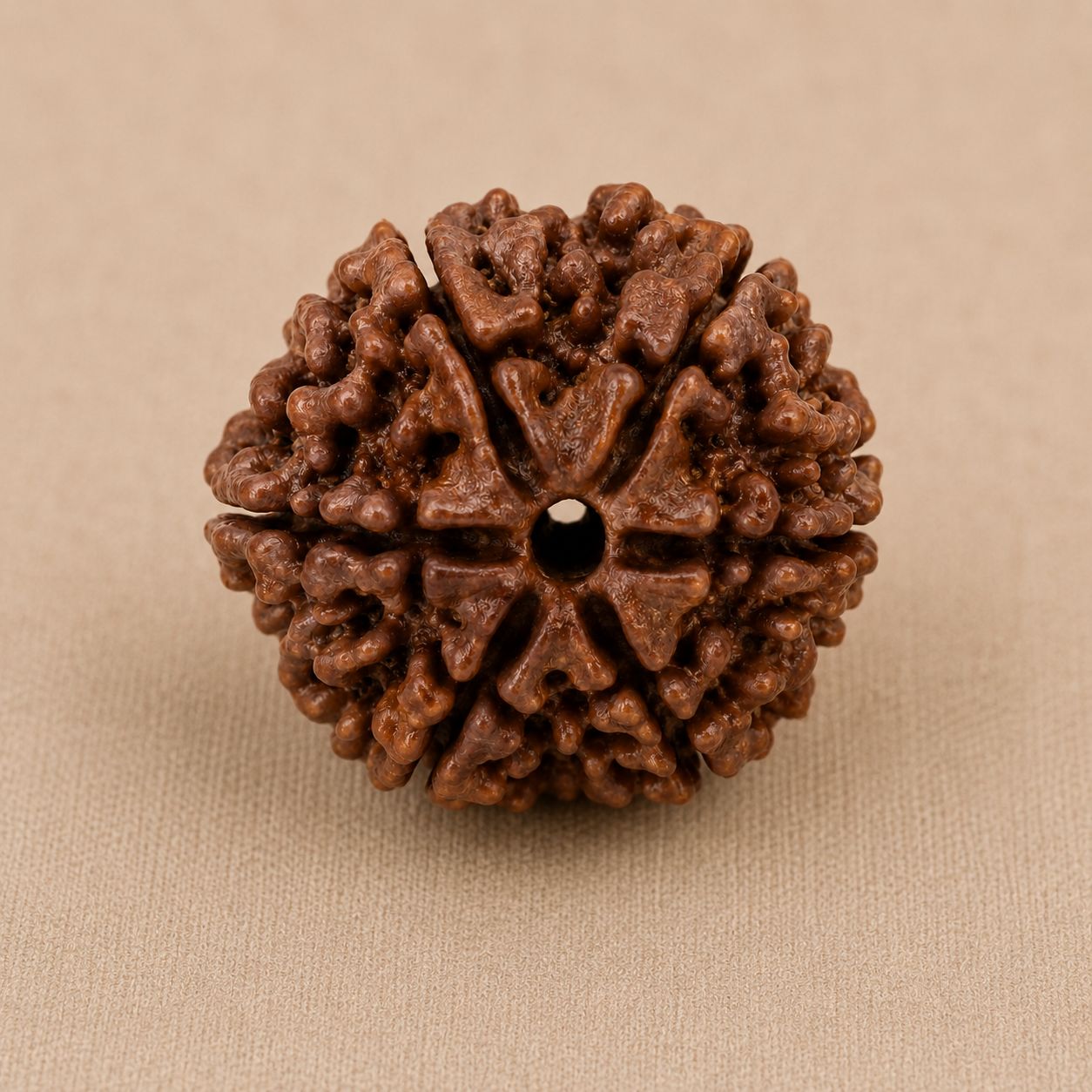 Nepali 6 Mukhi Rudraksha