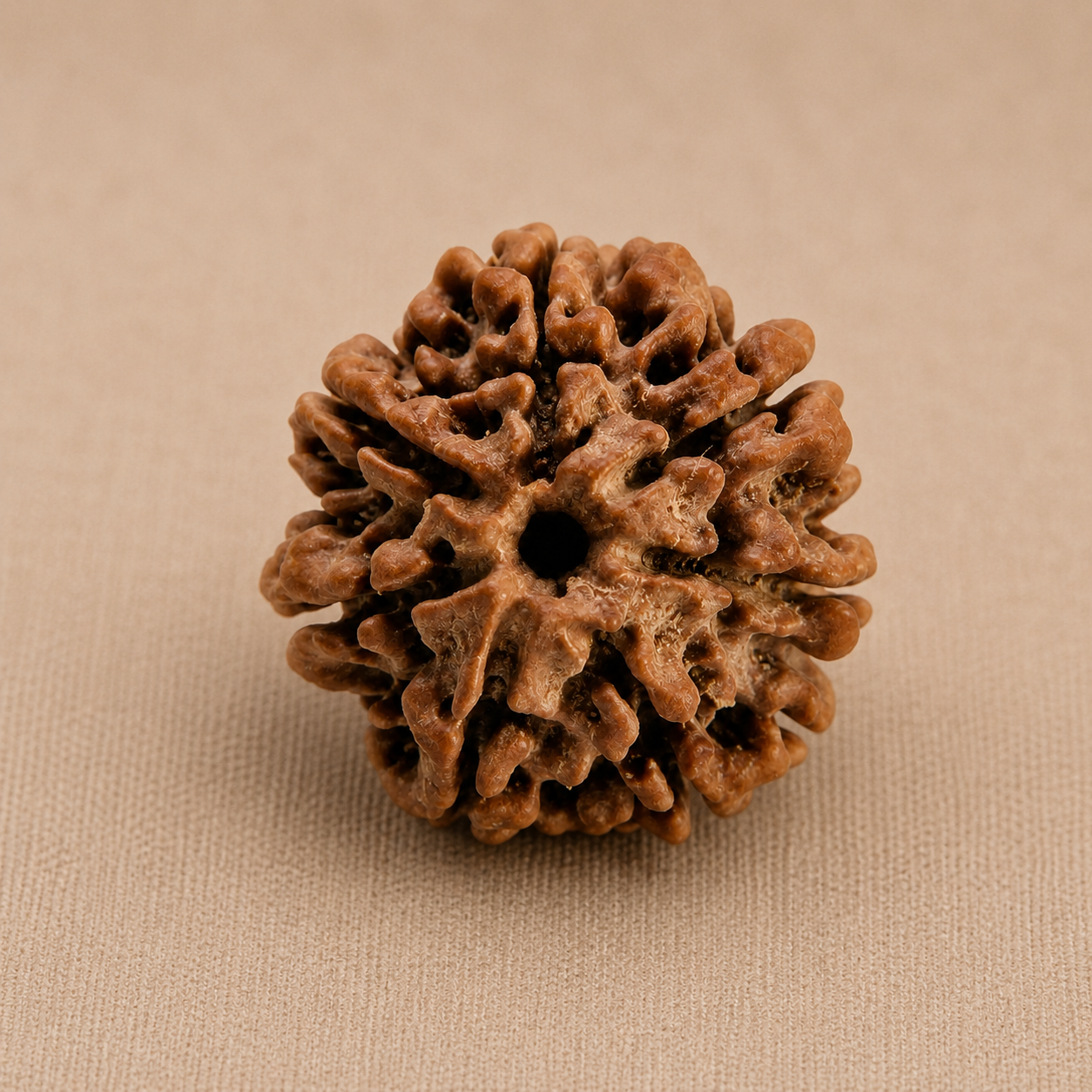 Nepali 7 Mukhi Rudraksha