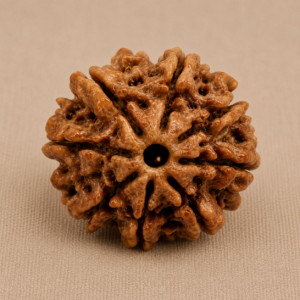 Nepali 8 Mukhi Rudraksha